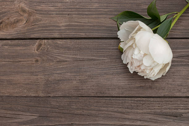 istock White peony on wooden background 843016900