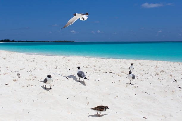 istock A group of gulls on the shore 843016938