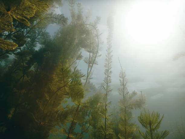 Sunlight Underwater freshwater flora rivers, lakes, pond. Surface.