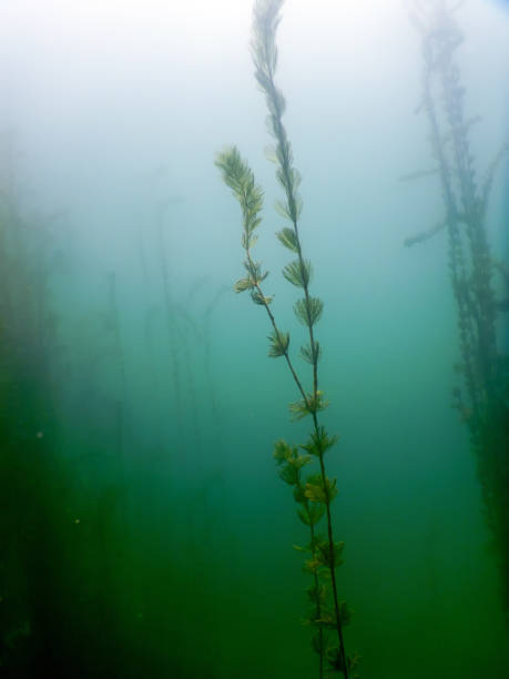 istock Underwater flora. Underwater Plants rivers, lakes, pond. 843019738