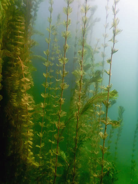 istock Underwater flora. Underwater Plants rivers, lakes, pond. 843020256