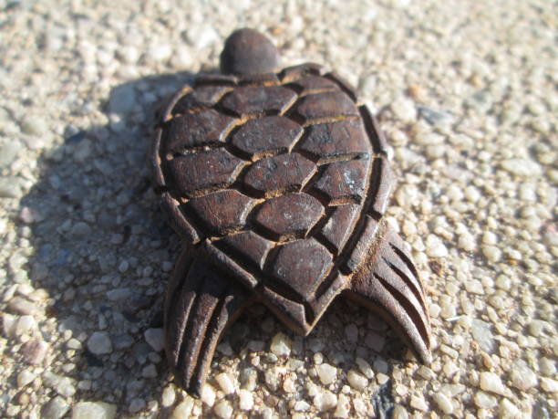 Finless Turtle 1 of 13