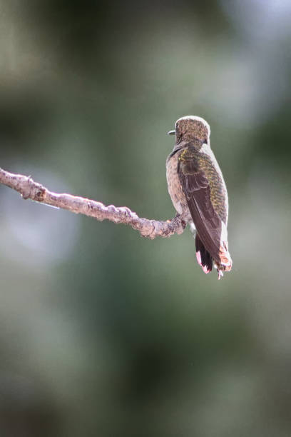 istock Costa's Hummingbird (Calypte costae) young male sits on a branch looking into the distance. 843022708