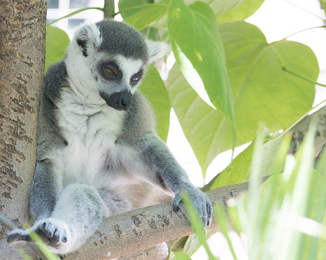 Ring tailed Madagascar lemur sitting in a tree looking pensive, gentle and calm,