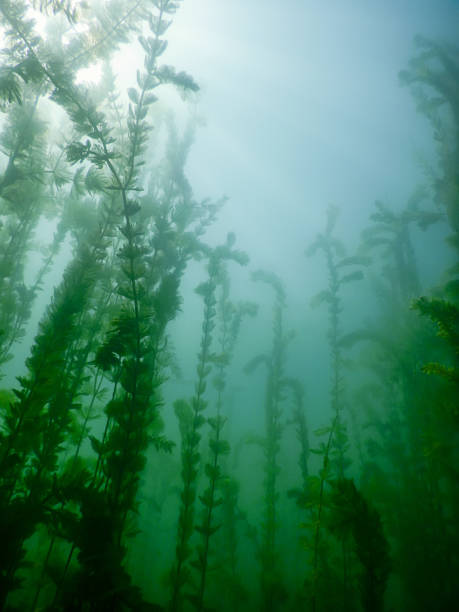 istock Sunlight Underwater freshwater flora rivers, lakes, pond. Surface. 843023596