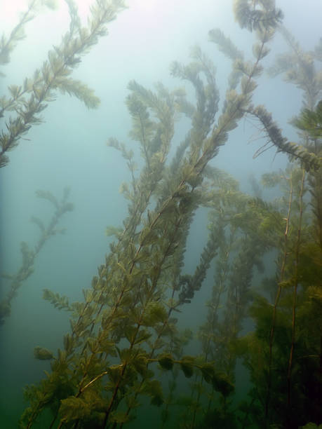istock Sunlight Underwater freshwater flora rivers, lakes, pond. Surface. 843026076