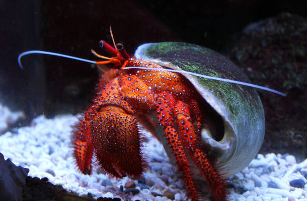 대형 화이트 발견 소라 게 (다르다누스 megistos) 수족관에서 - hermit crab pets animal leg shell 뉴스 사진 이미지