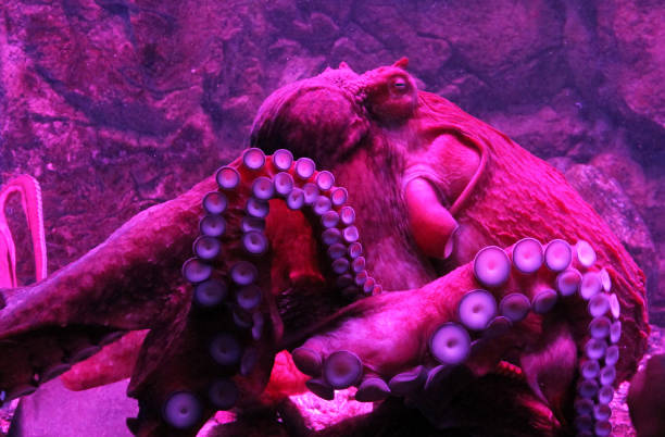 istock Giant live Octopus in neon light in aquarium 843026490