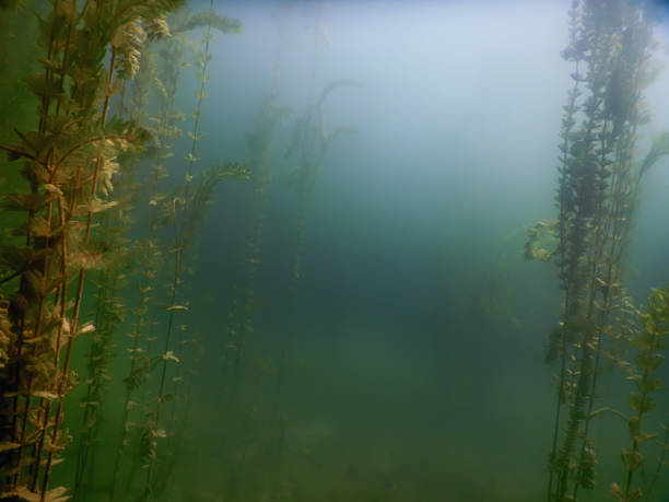 istock Underwater flora. Underwater Plants rivers, lakes, pond. 843028736