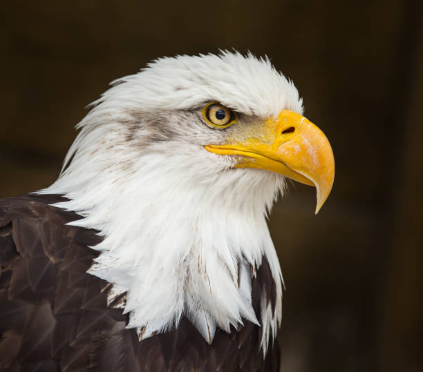 istock Portrait of a bald eagle (haliaeetus leucocephalus 843028762