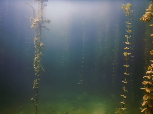 istock Underwater flora. Underwater Plants rivers, lakes, pond. 843028870
