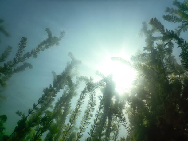istock Sunlight Underwater freshwater flora rivers, lakes, pond. Surface. 843030122
