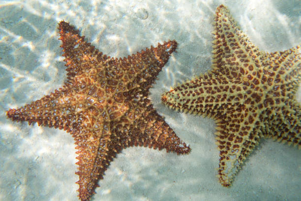 istock Two orange starfishs in a turquoise water 843030444