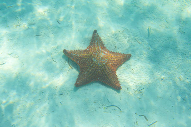 istock Orange starfish in a turquoise water 843030580