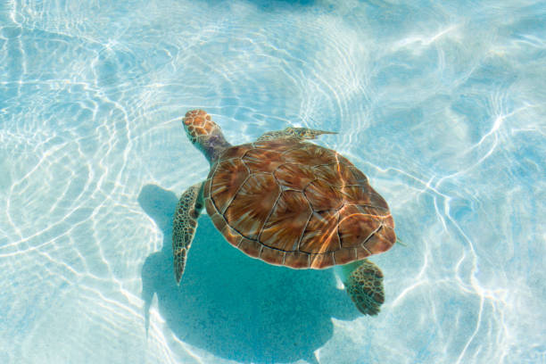 istock Green sea turtle. Close-up 843033520