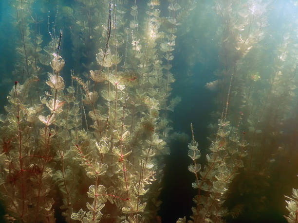 istock Underwater flora. Underwater Plants rivers, lakes, pond. 843033594