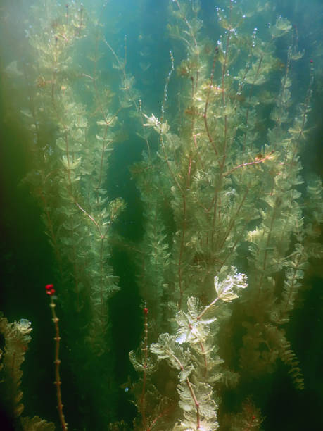 istock Underwater flora. Underwater Plants rivers, lakes, pond. 843033796