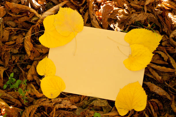 istock a beautiful leaf on a frosted leaf, an autumnal mood, an empty space for the text 843037150