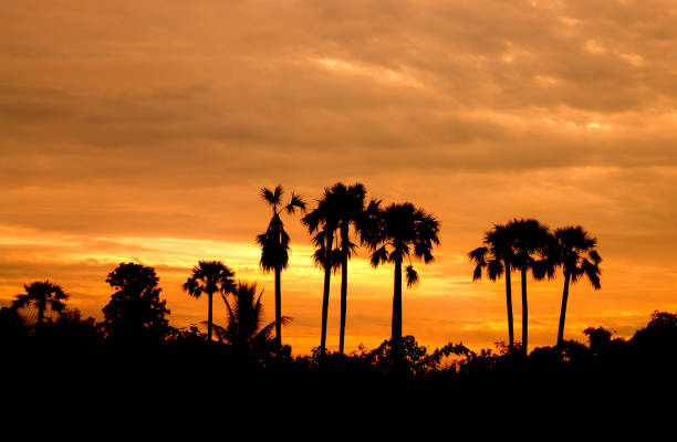 istock Silhouettes of palm trees. 843037724