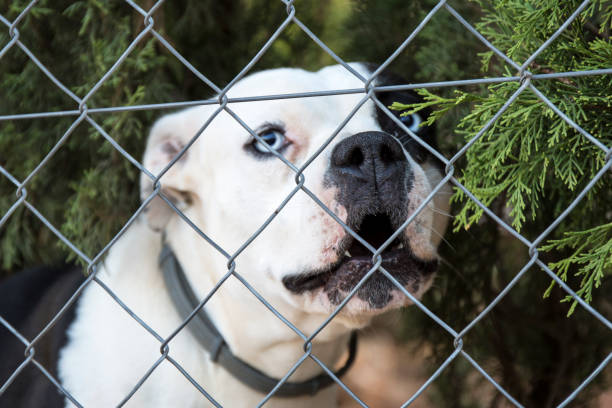 istock white French bulldog with blue eyes 843040400