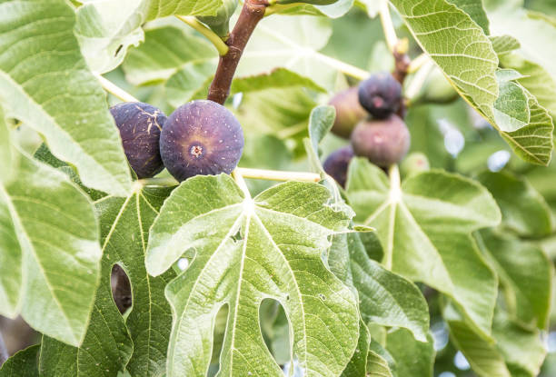 istock Fig tree detail in a sunny day 843040458