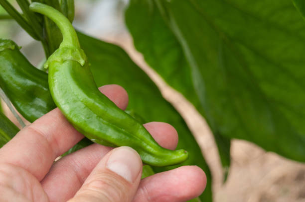 istock chills peppers in hand  in a green house 843041894