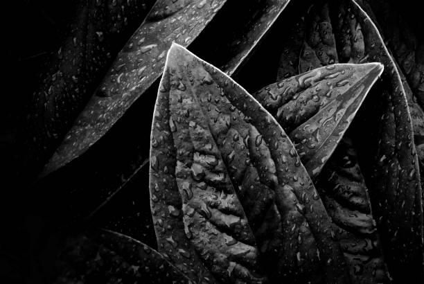 Leaves with water drops, Black and white.
