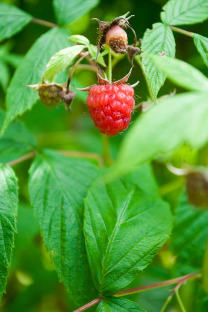 istock rasberries in a vegetable garden 843045282