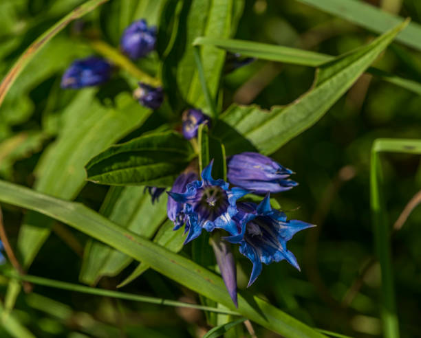 istock Blue gentian in Slovakia mountains 843046028