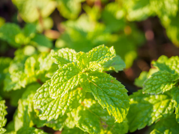 istock Fresh mint plant at organic vegetable garden 843051864