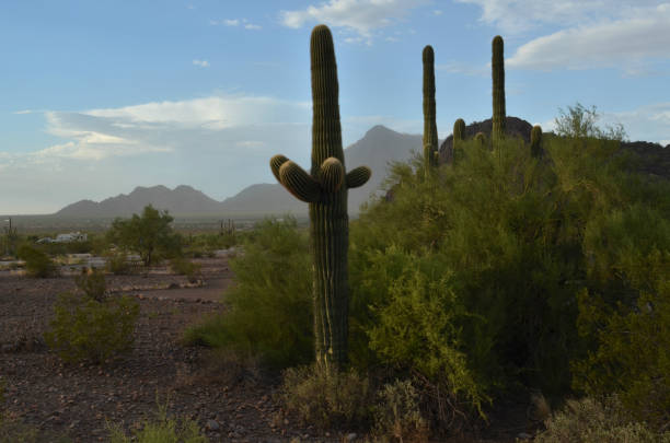 istock saguaro cactus in desert landscape 843052722