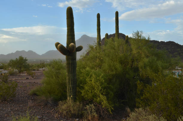 istock saguaro cactus in desert landscape 843052760