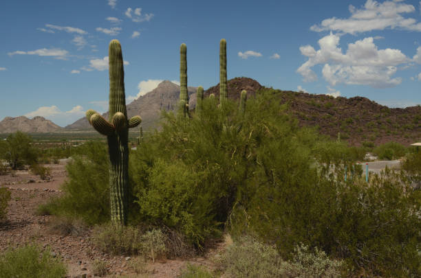 istock saguaro cactus in desert landscape 843052808