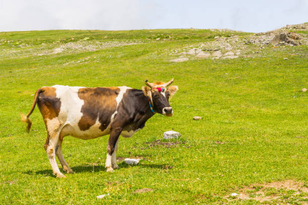 istock Highland Cow on a Field, Artvin, Turkey 843056396