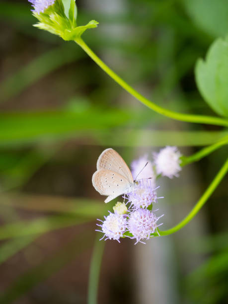 istock Closeup butterfly on flower 843059670
