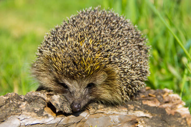 istock Young prickly hedgehog on the log 843061556