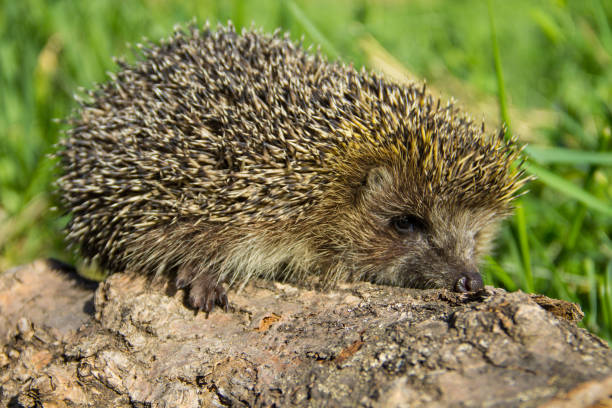 istock Young prickly hedgehog on the log 843061560