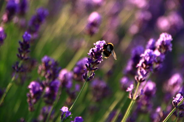 istock Lavender bloom by the roadside of Sapporo 843062146