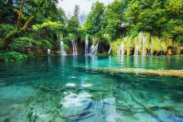 A photo of fishes swimming in a lake, taken in the national park Plitvice, Croatia A photo of fishes swimming in a lake, taken in the national park Plitvice Croatia plitvice lakes national park stock pictures, royalty-free photos & images