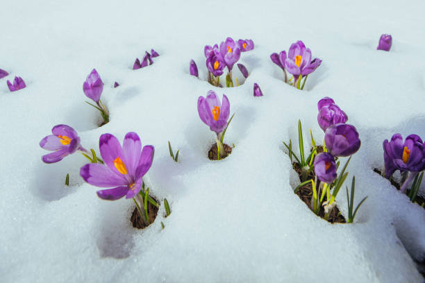 istock Blooming violet crocuses in mountains. Carpathians, Ukraine, Europe 843062278