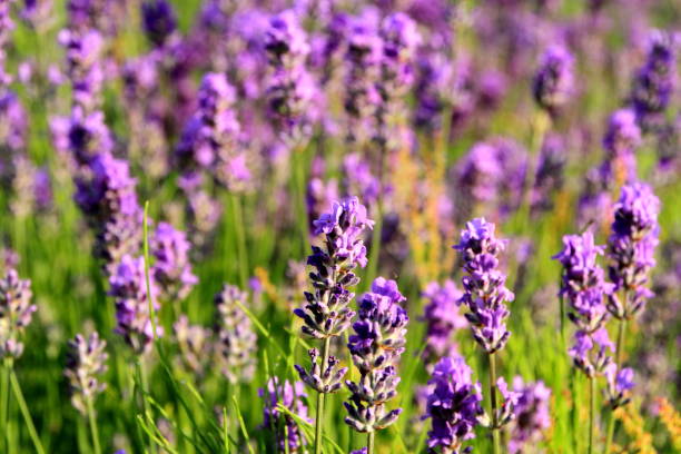 istock Lavender bloom by the roadside of Sapporo 843068034