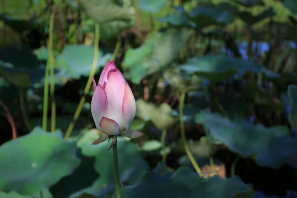 istock Pink lotus in pond 843068044