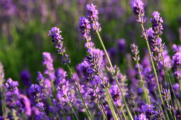 istock Lavender bloom by the roadside of Sapporo 843068086