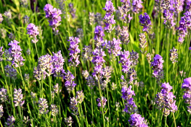 istock Lavender bloom by the roadside of Sapporo 843071186
