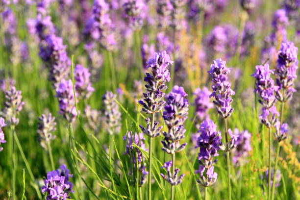 istock Lavender bloom by the roadside of Sapporo 843071244