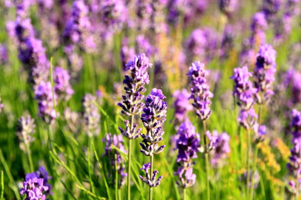 istock Lavender bloom by the roadside of Sapporo 843071272