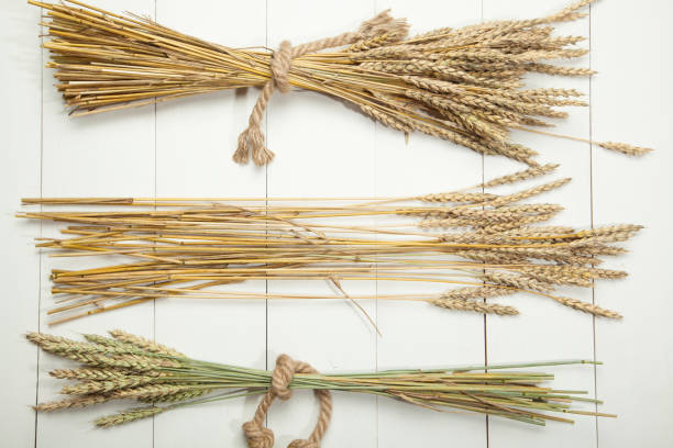 istock Wheat on a white wooden background 843071430