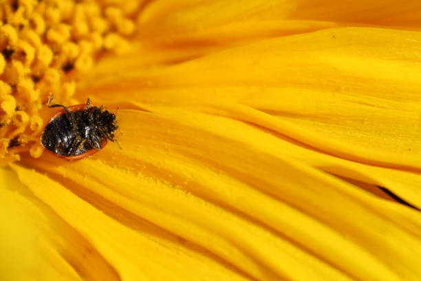 Small ladybird on wilting autumn flowers