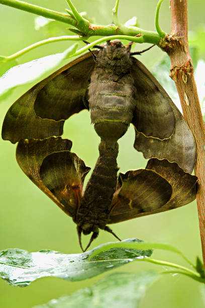 istock The front view of a pair of poplar sphinx moths mating 843071646