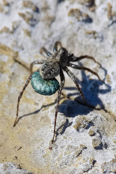 istock A Wolf Spider carrying her eggs across dried up mud 843071748